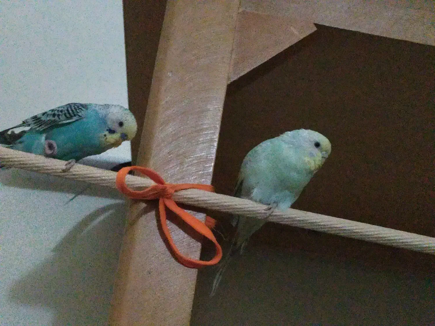 مرغ عشق|پرنده|اصفهان, سپاهان‌شهر|دیوار