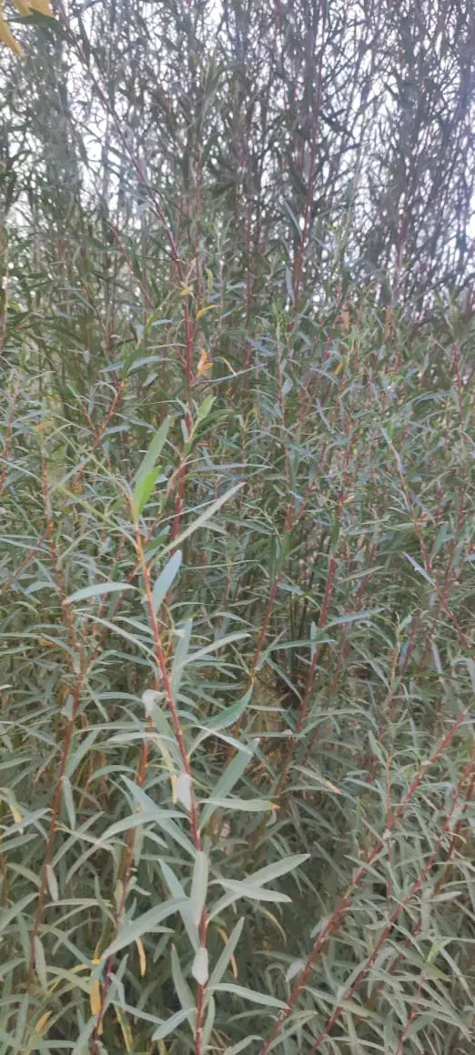 شمشک درجه یک|صنایع دستی و سایر لوازم تزئینی|کن, |دیوار