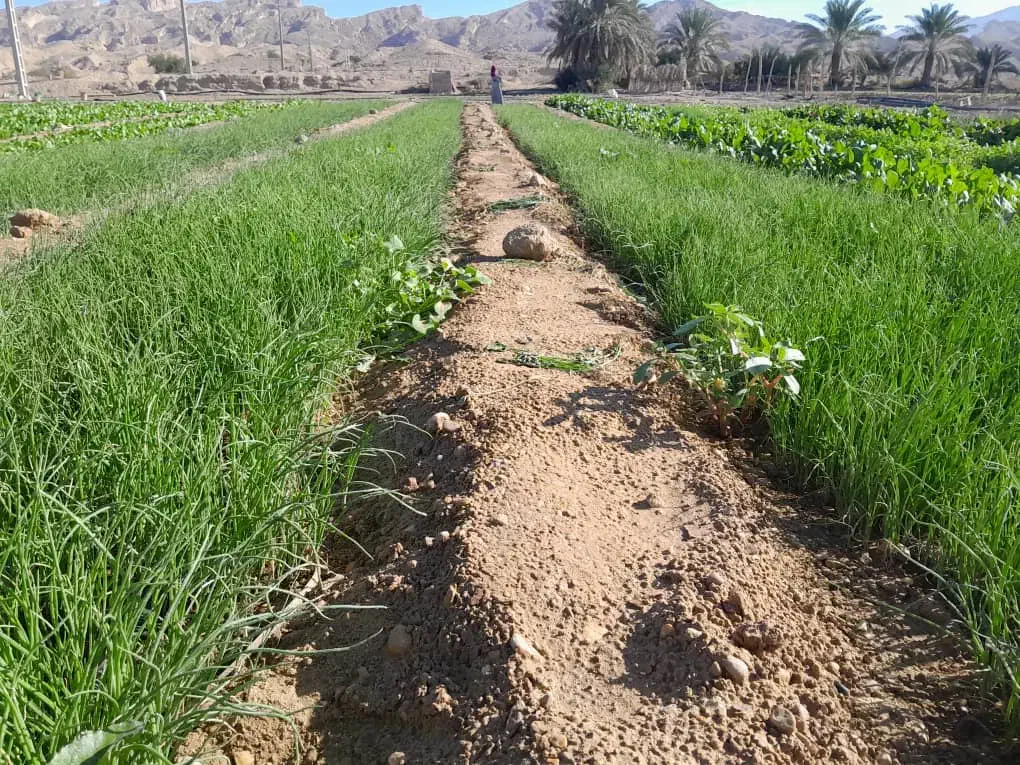 نشا|عمده‌فروشی|کاکی, |دیوار