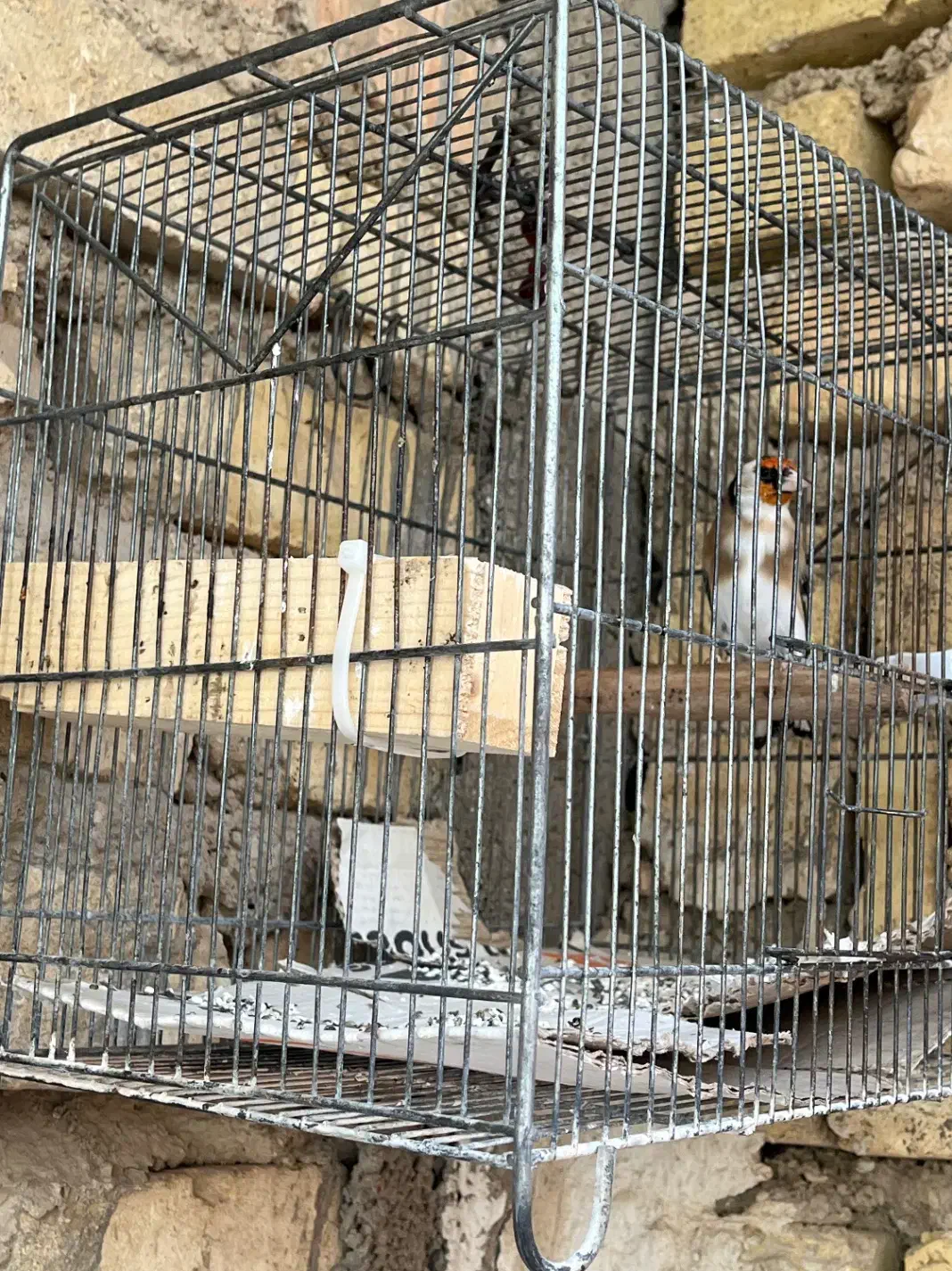 سرسیاه دهن زن|پرنده|شیراز, میانرود|دیوار