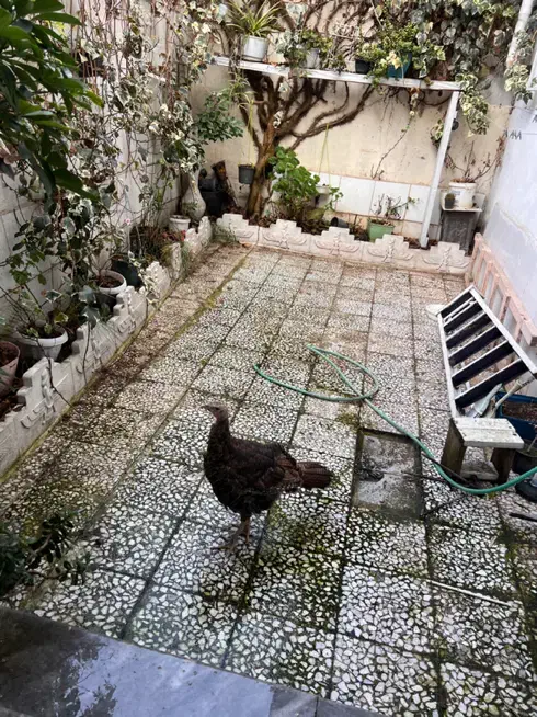 بوقلمون ماده|پرنده|رشت, آزادگان|دیوار