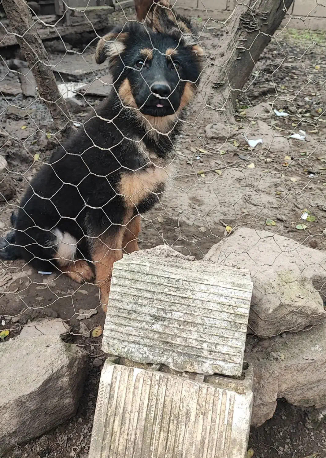 توله ژرمن نژاد دار معاوضه هم دارم|سگ|لاهیجان, گلستان|دیوار