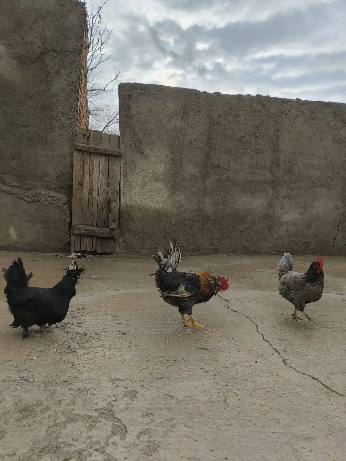 مرغ و خروس محلی|حیوانات مزرعه|بشاریات, |دیوار