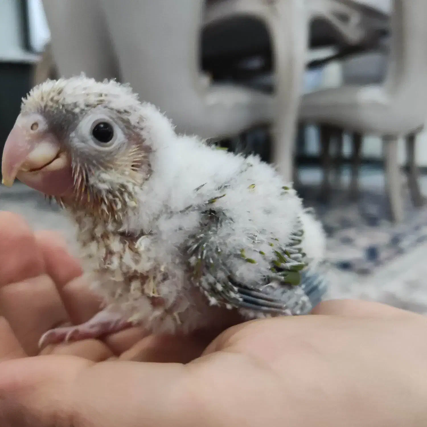 گرینچیک آناناسی سرلاک خور|پرنده|تهران, مینای شمالی (مخبر)|دیوار