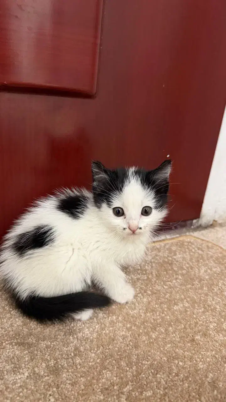 بچه گربه گم شده|حیوانات|تهران, سعادتآباد|دیوار