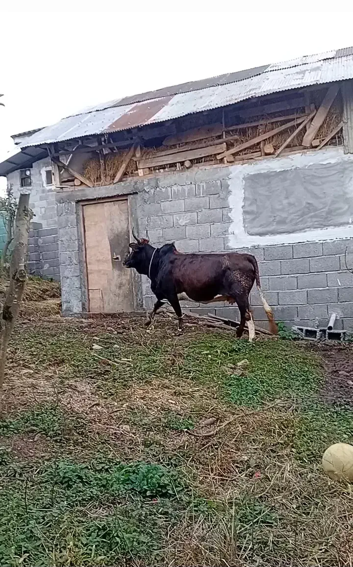 گاو محلی شکم دار|حیوانات مزرعه|رحیم‌آباد, |دیوار