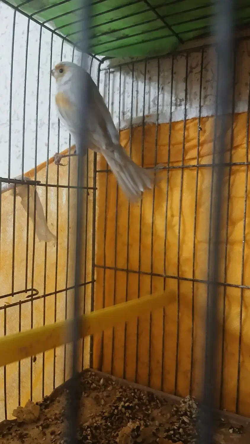 قناری نر بخون آماده|پرنده|پیر بکران, |دیوار