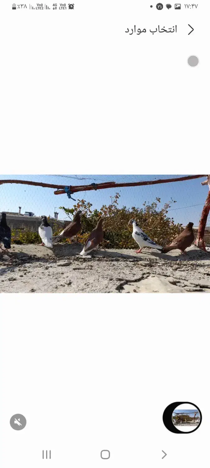 فروش تعدادی کبوتر|پرنده|خرم بید, |دیوار