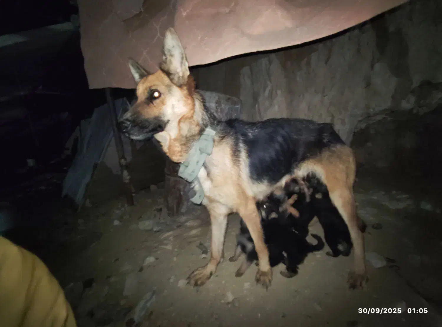 واگذاری|سگ|شیروان (خراسان), |دیوار