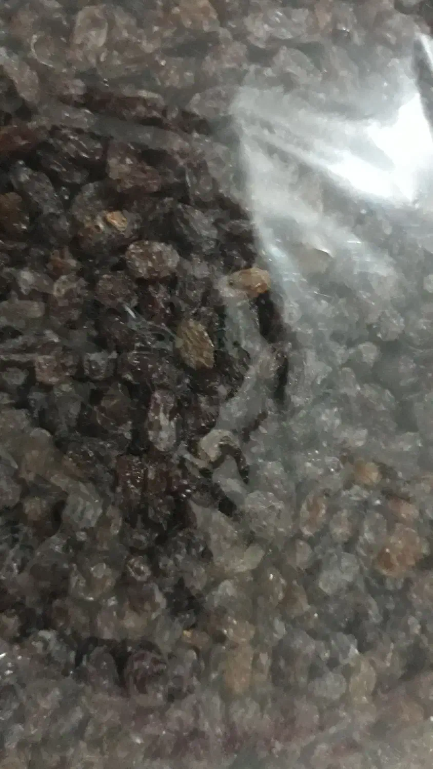 کشمش بناب|خوردنی و آشامیدنی|تبریز, |دیوار