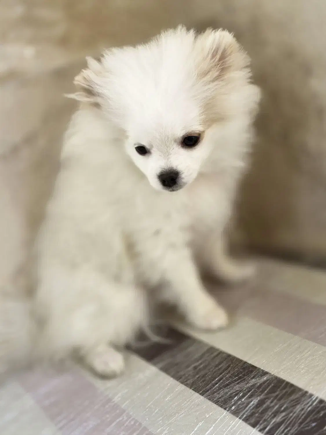 توله پامرانین|سگ|مشهد, هنرستان|دیوار