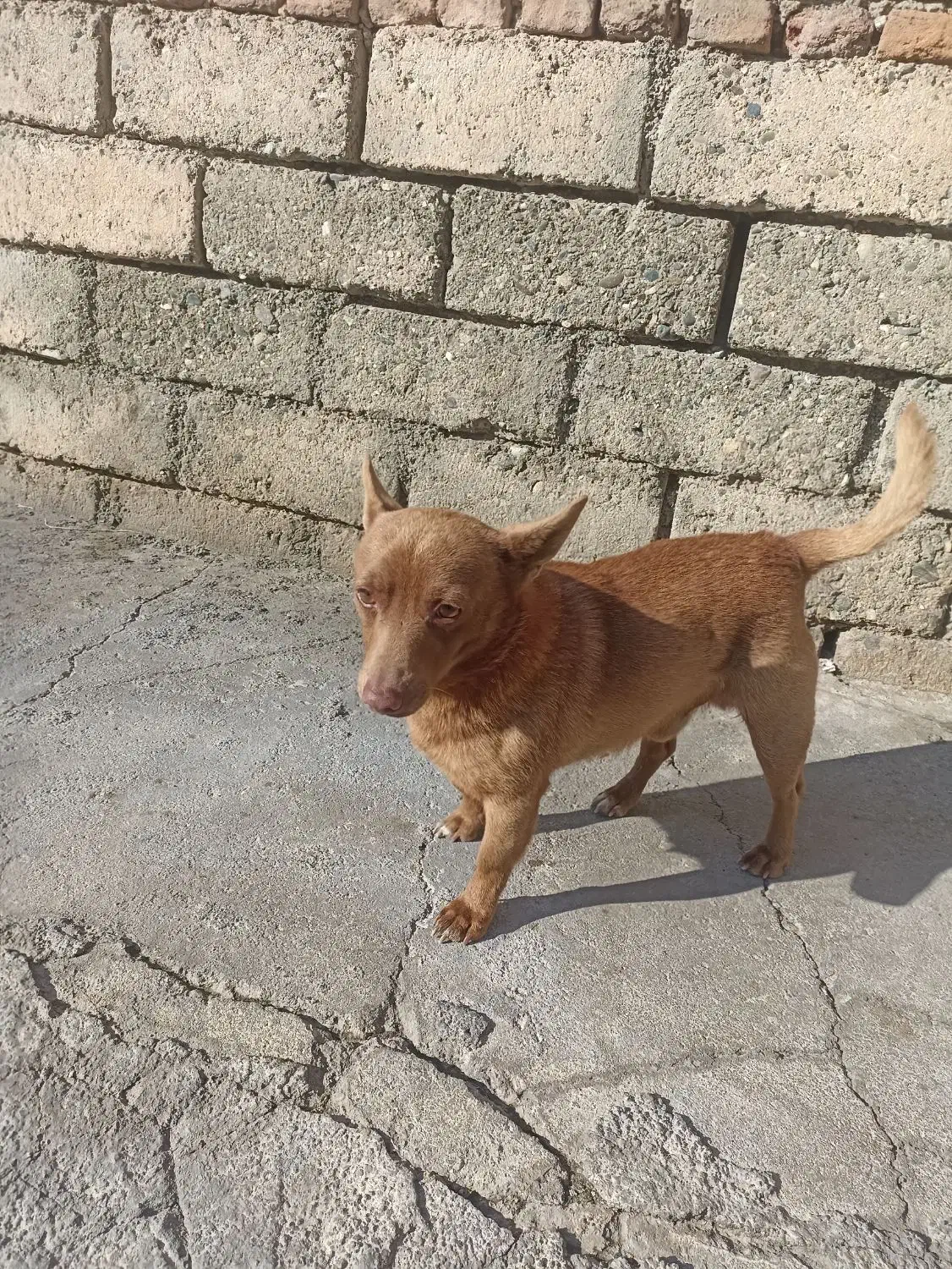 سگ خانگی ونگهبان کبوتر|سگ|ارومیه, |دیوار