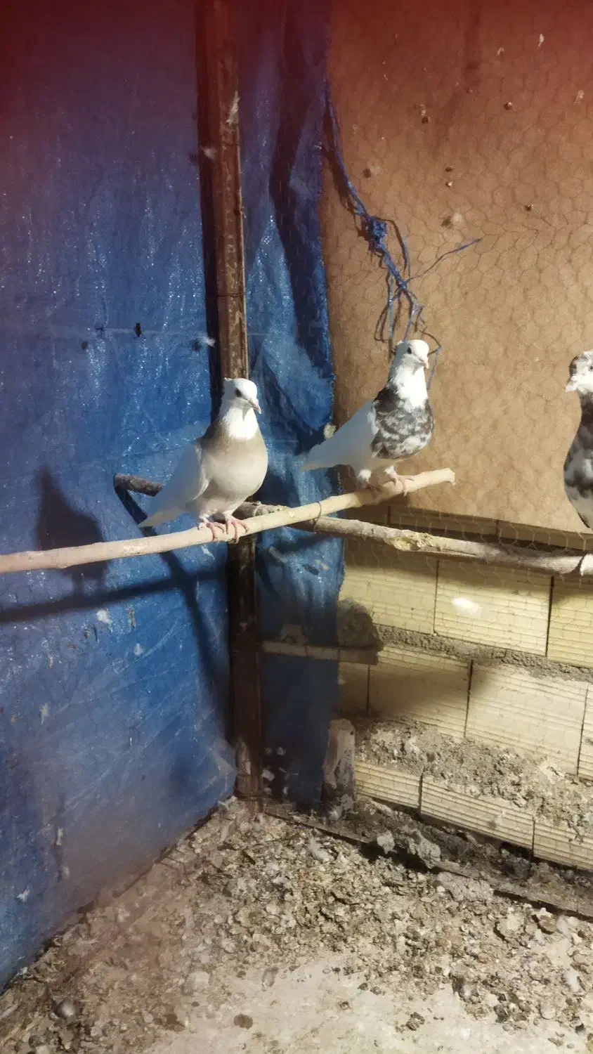 کبوتر طوقی|پرنده|محمدشهر, کوی بهار|دیوار