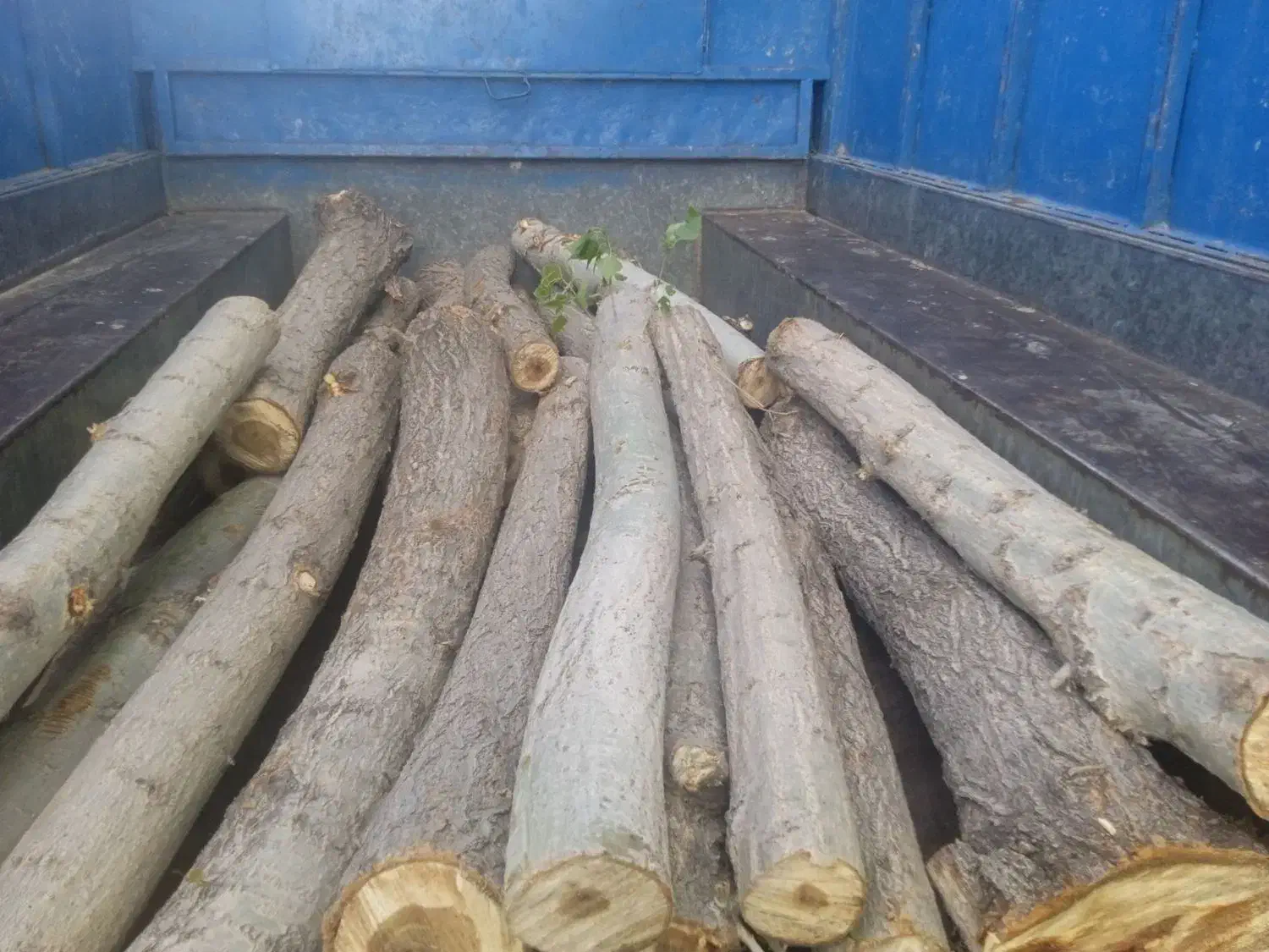 درخت بری|خدمات باغبانی و درختکاری|مشگین شهر, |دیوار