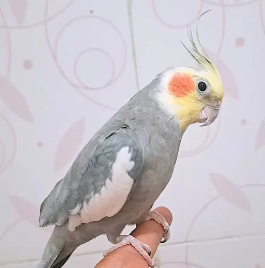 حراج عروس هلندی سخنگو|پرنده|زاهدان, |دیوار