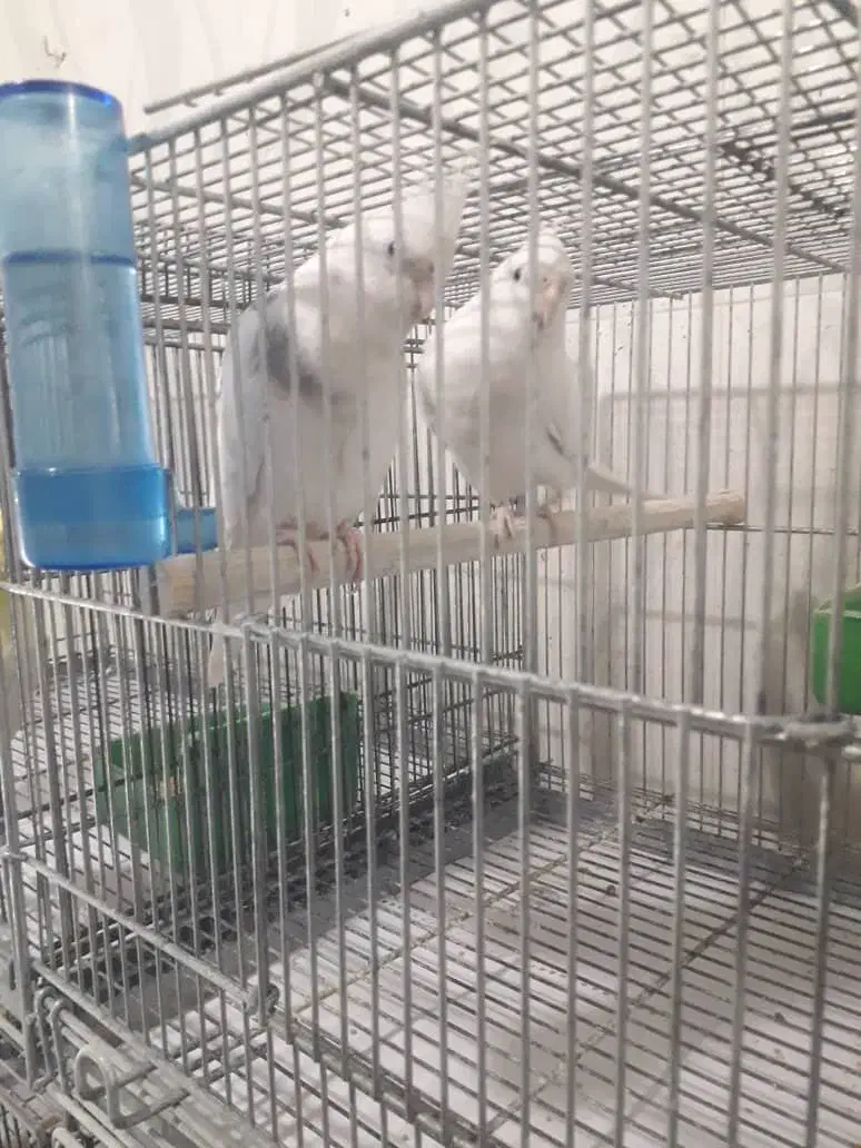 عروس پاریس|پرنده|رامشیر, |دیوار