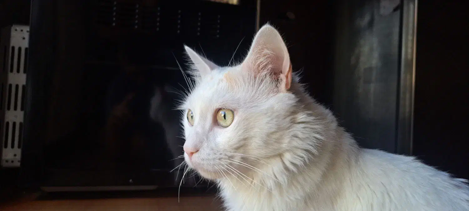 گربه گمشده|حیوانات|رشت, صفاری|دیوار