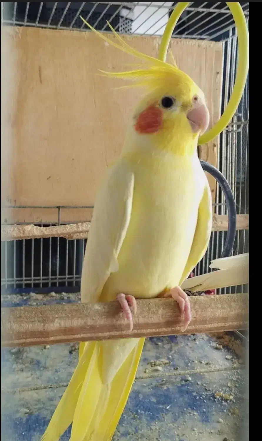 عروس هلندی|پرنده|تهران, تهرانپارس غربی|دیوار