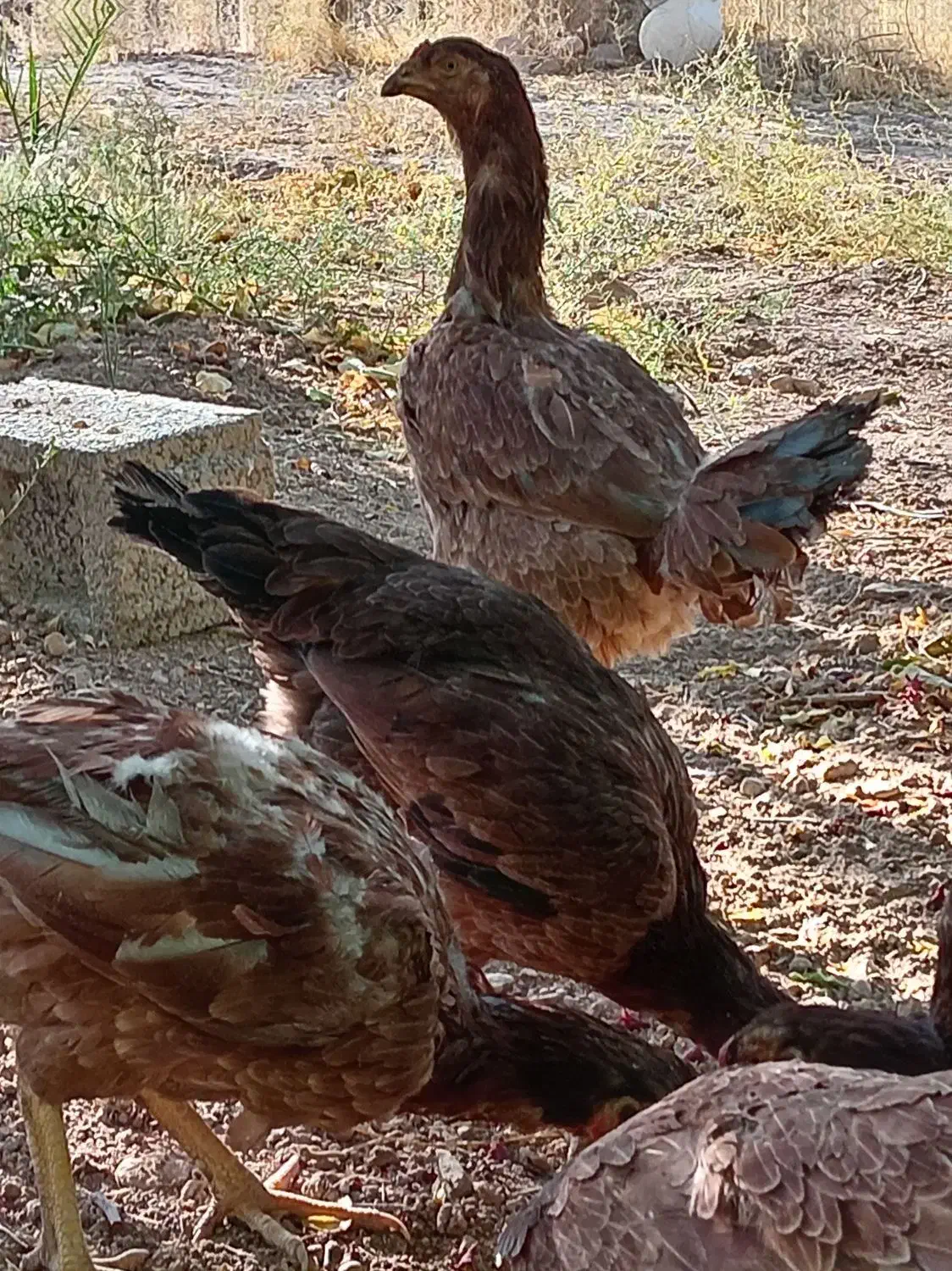 مرغ لاری|حیوانات مزرعه|سرایان, |دیوار