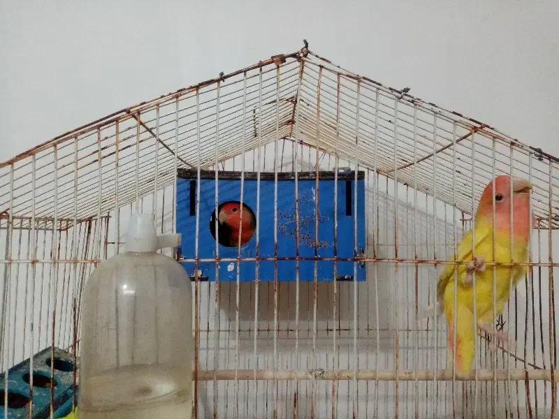 کوتوله|پرنده|تایباد, |دیوار