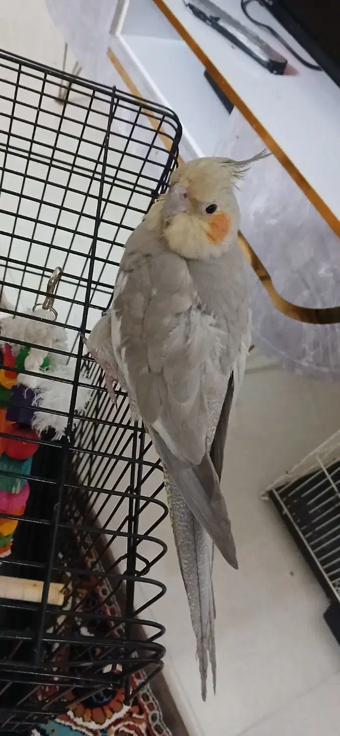 عروس هلندی|پرنده|رضویه, |دیوار