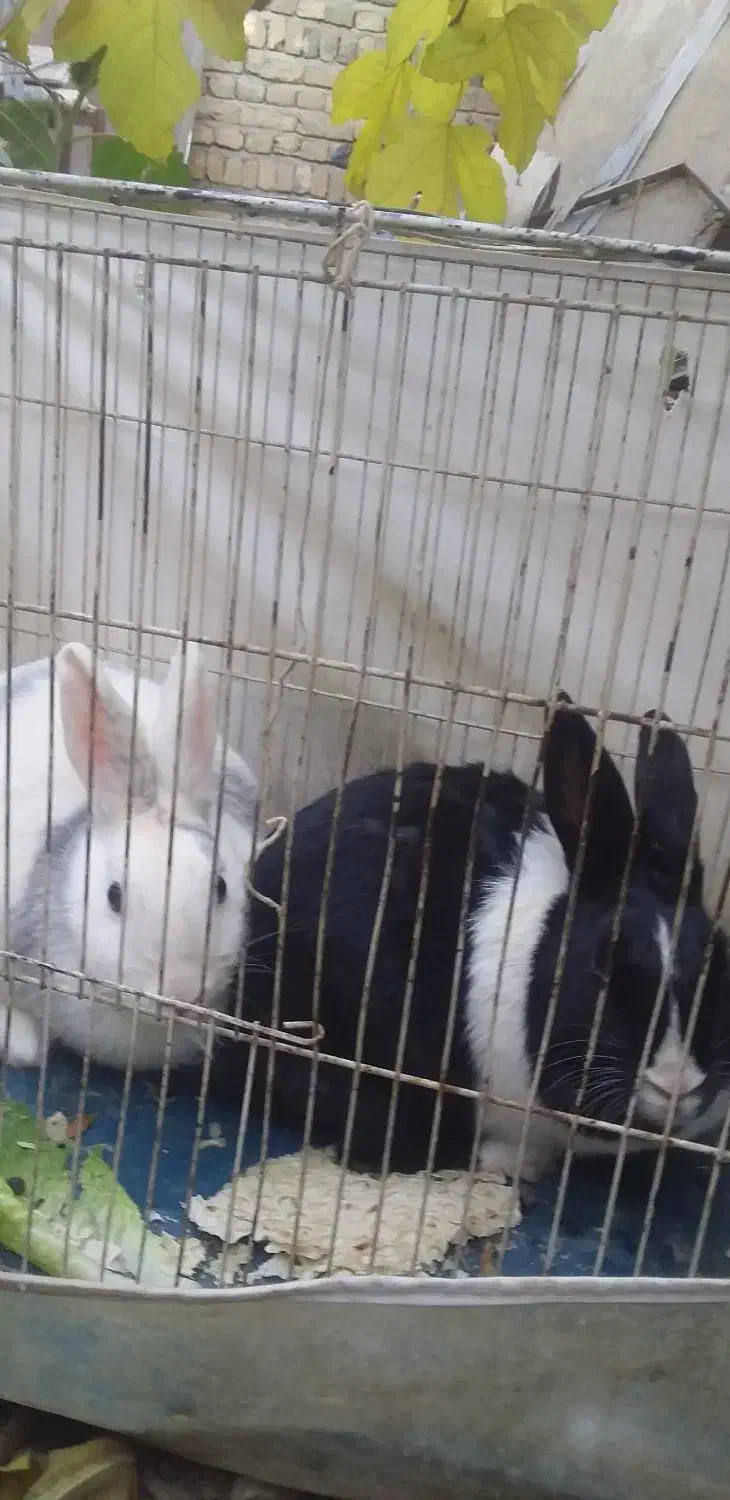 سه عددخرگوش واگذار می‌شود|موش و خرگوش|تبریز, |دیوار