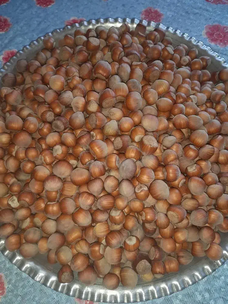 فندق گردویی کوهستانی آفتاب خشک|خوردنی و آشامیدنی|رستم‌آباد, |دیوار