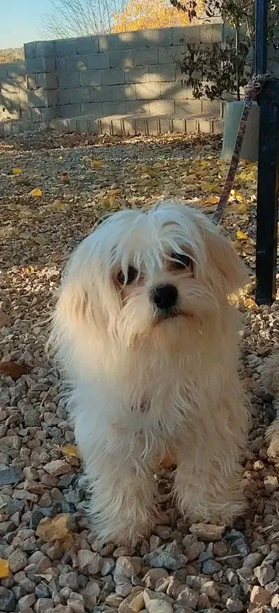 سگ شیتزو سوپر فلت|سگ|یاسوج, |دیوار