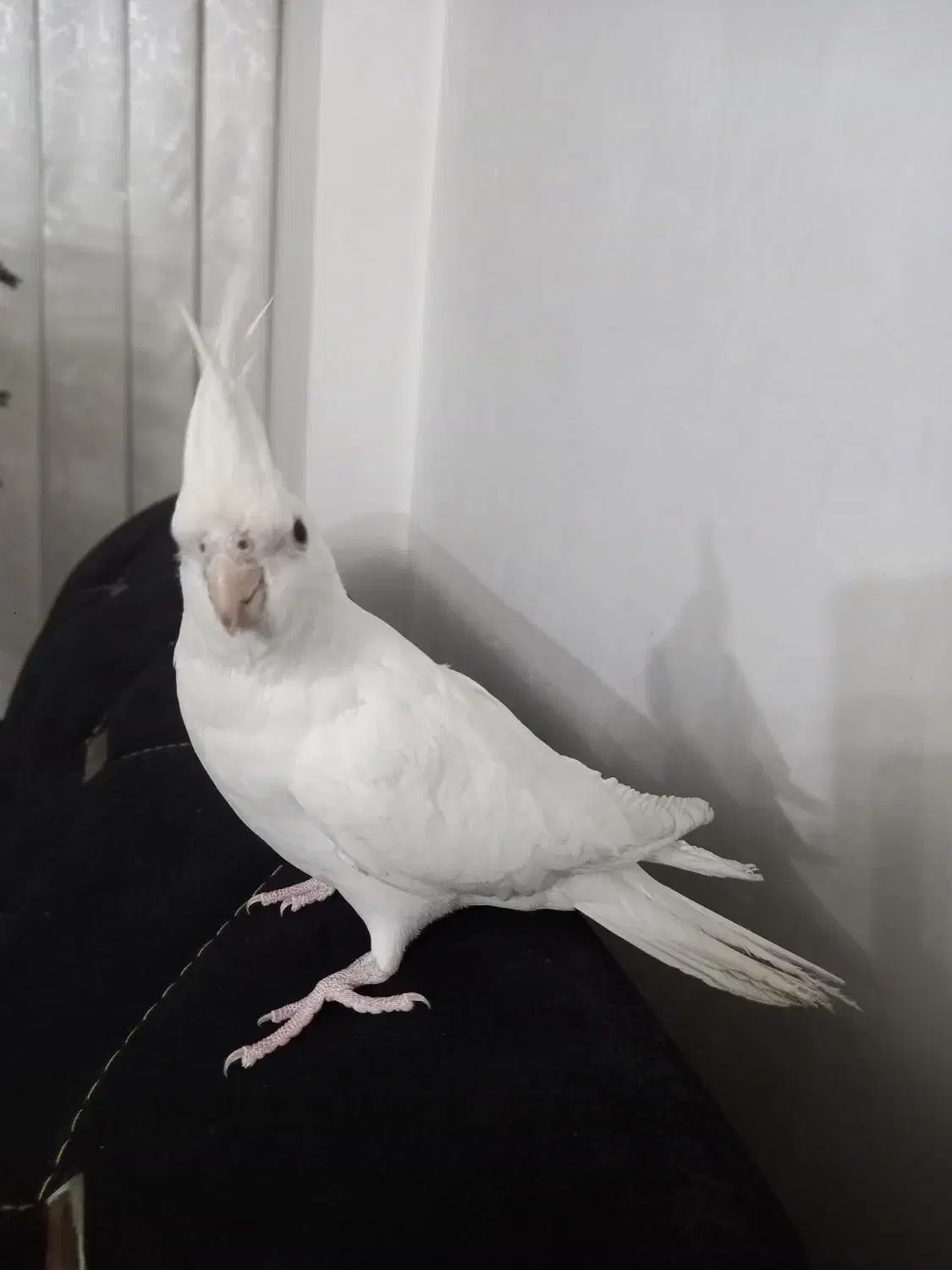 عروس هلندی|پرنده|مشهد, رضاییه|دیوار