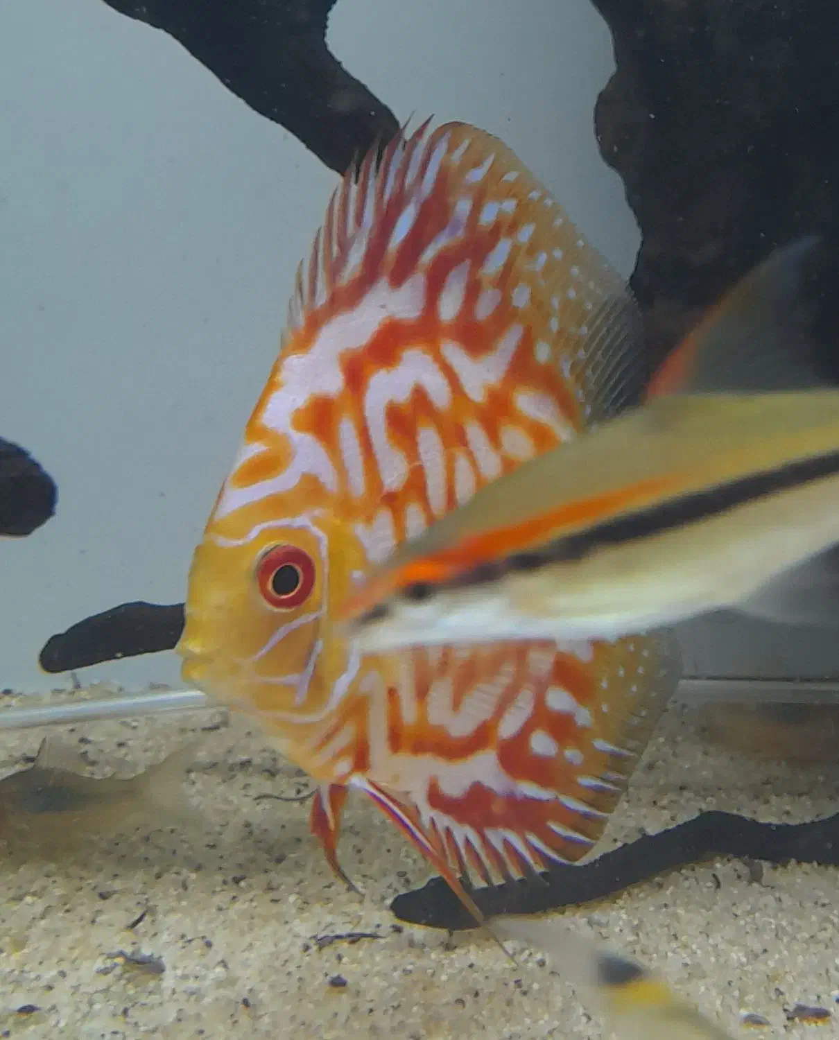 ماهی دیسکس ۲ قطعه|ماهی|تهران, مهرآباد جنوبی|دیوار