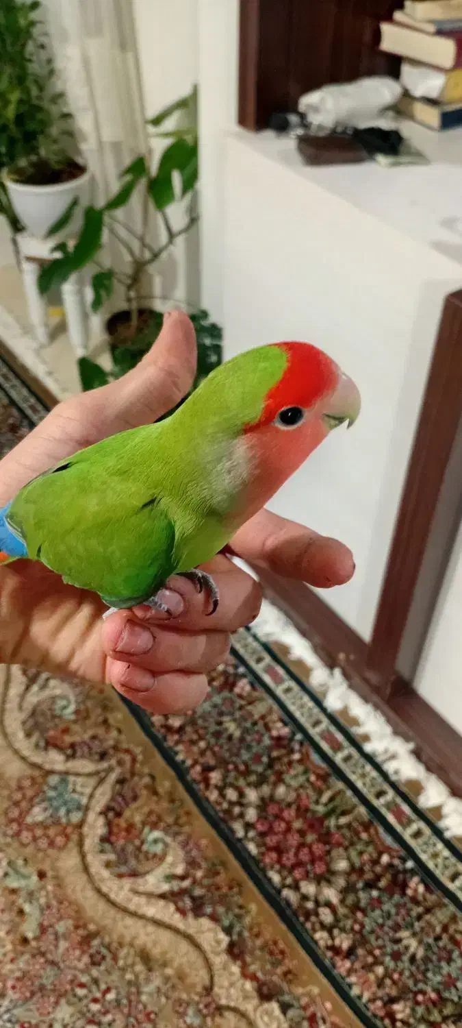 طوطی کوتوله|پرنده|گلبهار, شهر جدید گلبهار|دیوار