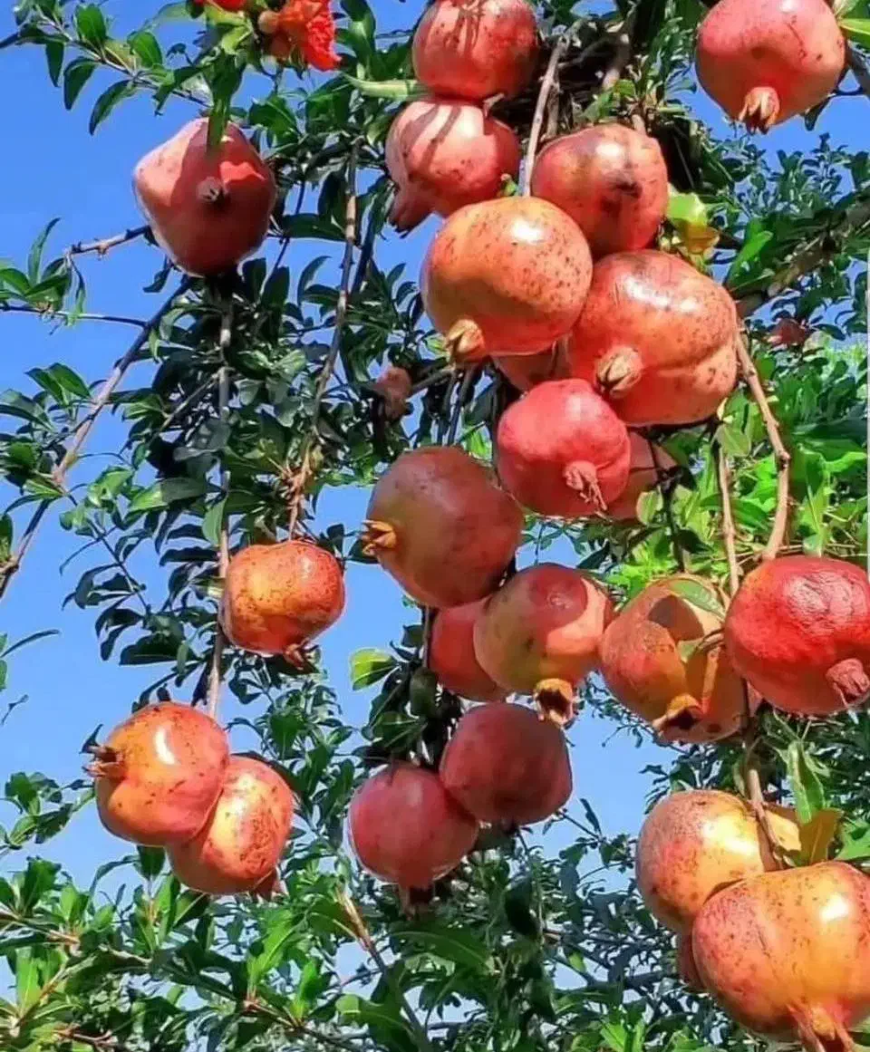 تولید و ارائه نهال انار ساوه پادشاه انارهای ایران|خدمات باغبانی و درختکاری|ورزقان, |دیوار