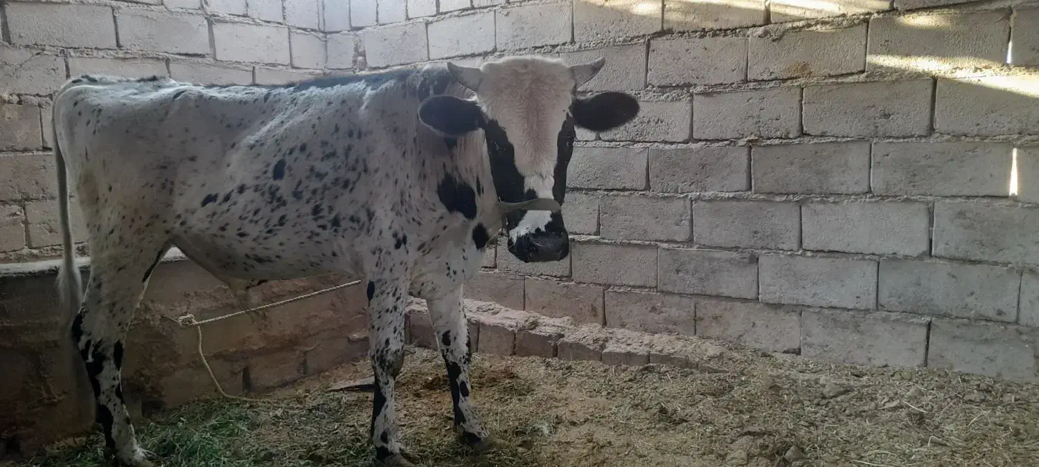 گوساله نر|حیوانات مزرعه|گنبکی, |دیوار