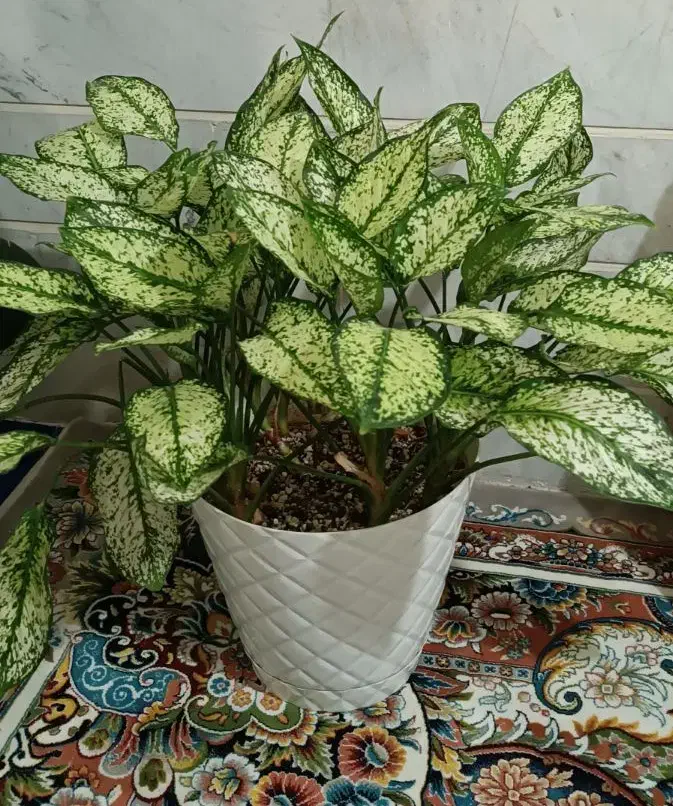 گل آپارتمانی|گل و گیاه طبیعی|اقبالیه, |دیوار