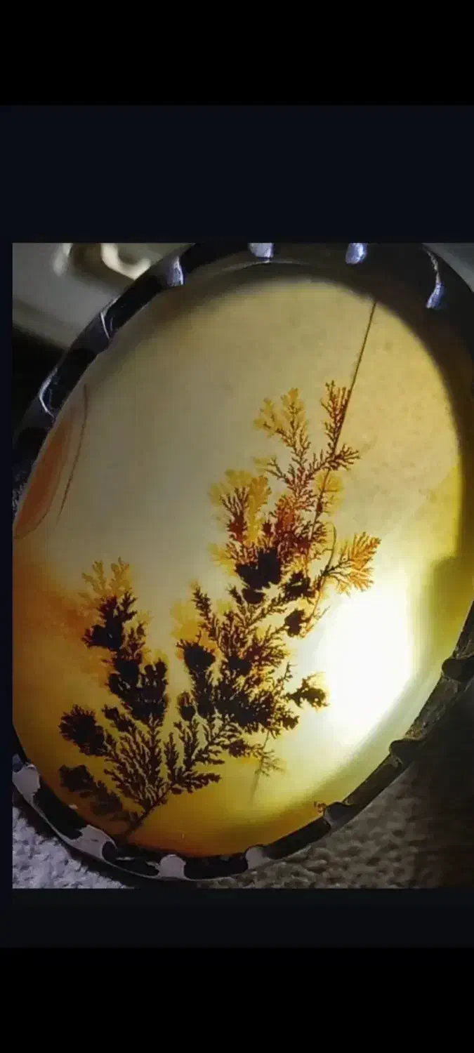 شجر|کلکسیون اشیاء عتیقه|تهران, شهرآرا|دیوار