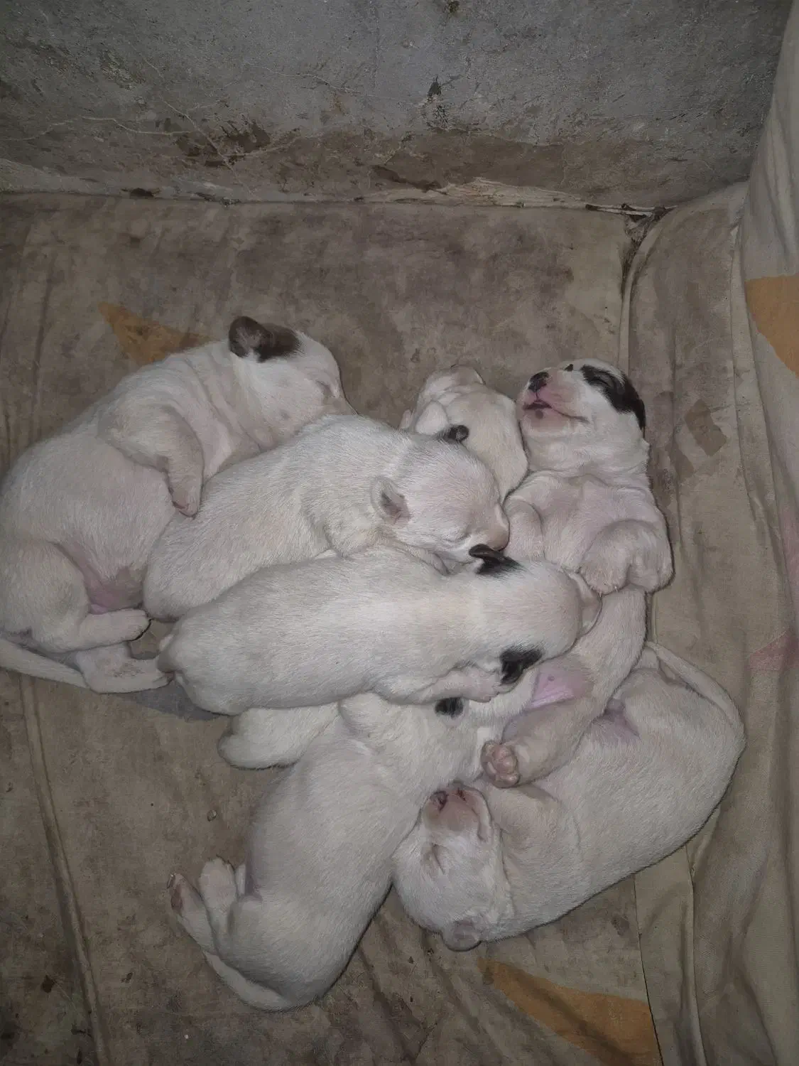 فروش توله سگ پاکوتاه|سگ|قم, سالاریه|دیوار