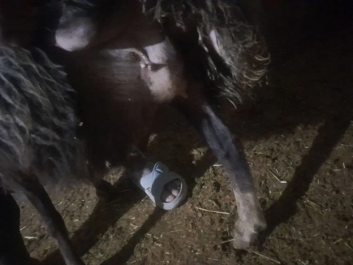 ۱۶راس میش|حیوانات مزرعه|کرمانشاه, |دیوار