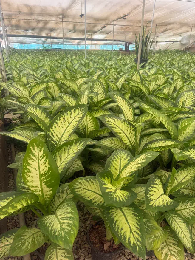 گل اپارتمانی دیفن باخیا|گل و گیاه طبیعی|محلات, |دیوار