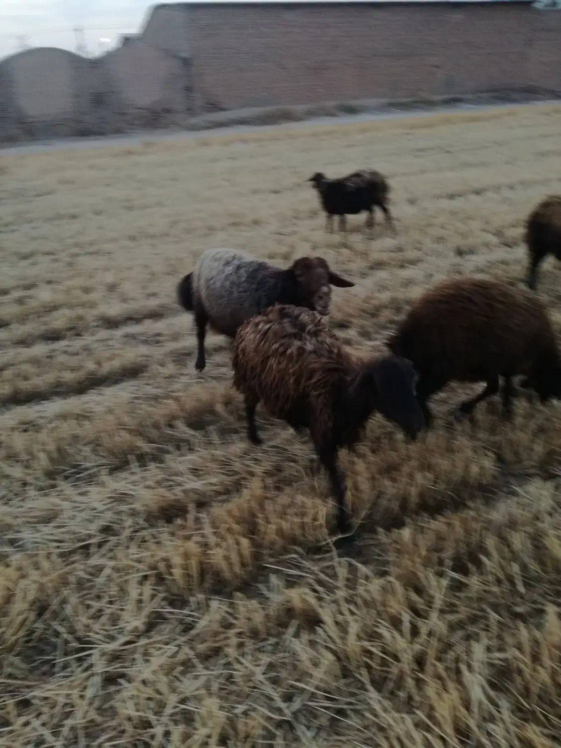 کود گوسفندی ، بارگوسفندی|لوازم جانبی حیوانات|نیشابور, مبارکه|دیوار