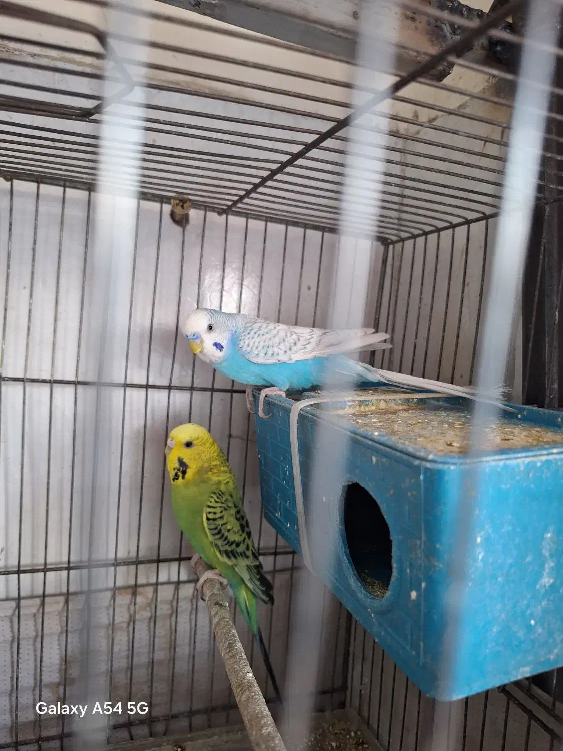 ۳ عدد مرغ عشق یدونش انگلیسی با یه قفس|پرنده|اندیشه, اندیشه فاز ۱|دیوار