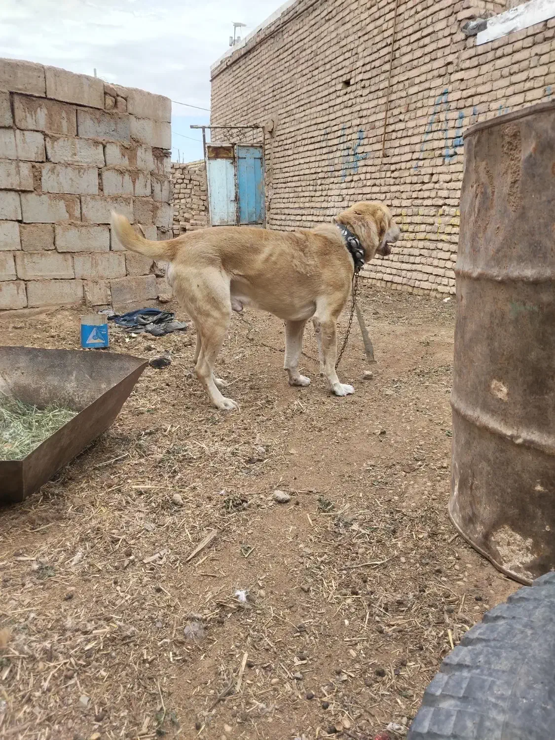 سگ درشت|سگ|بردسکن, |دیوار