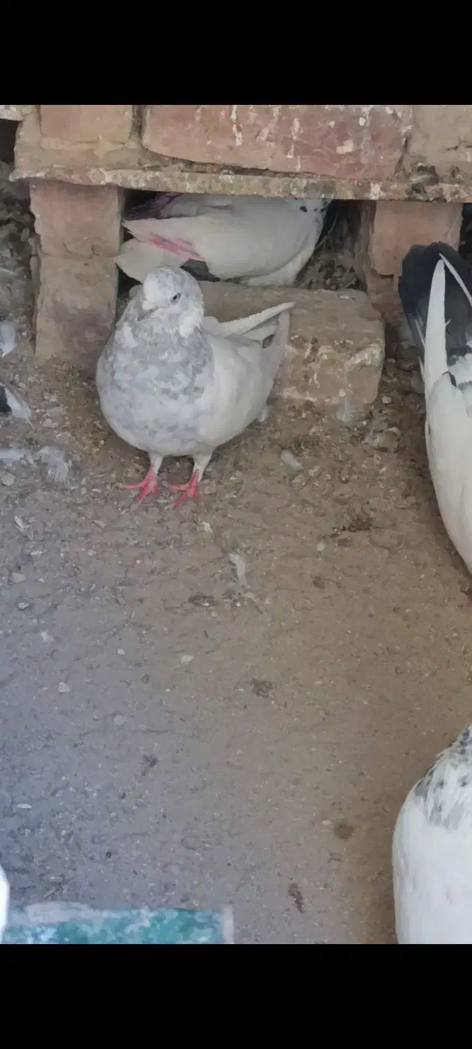 کبوتر خالسبز عتیقه|پرنده|خاش, |دیوار