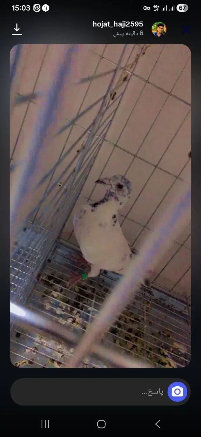 کبوتر فری سوسکی|پرنده|بیرجند, |دیوار