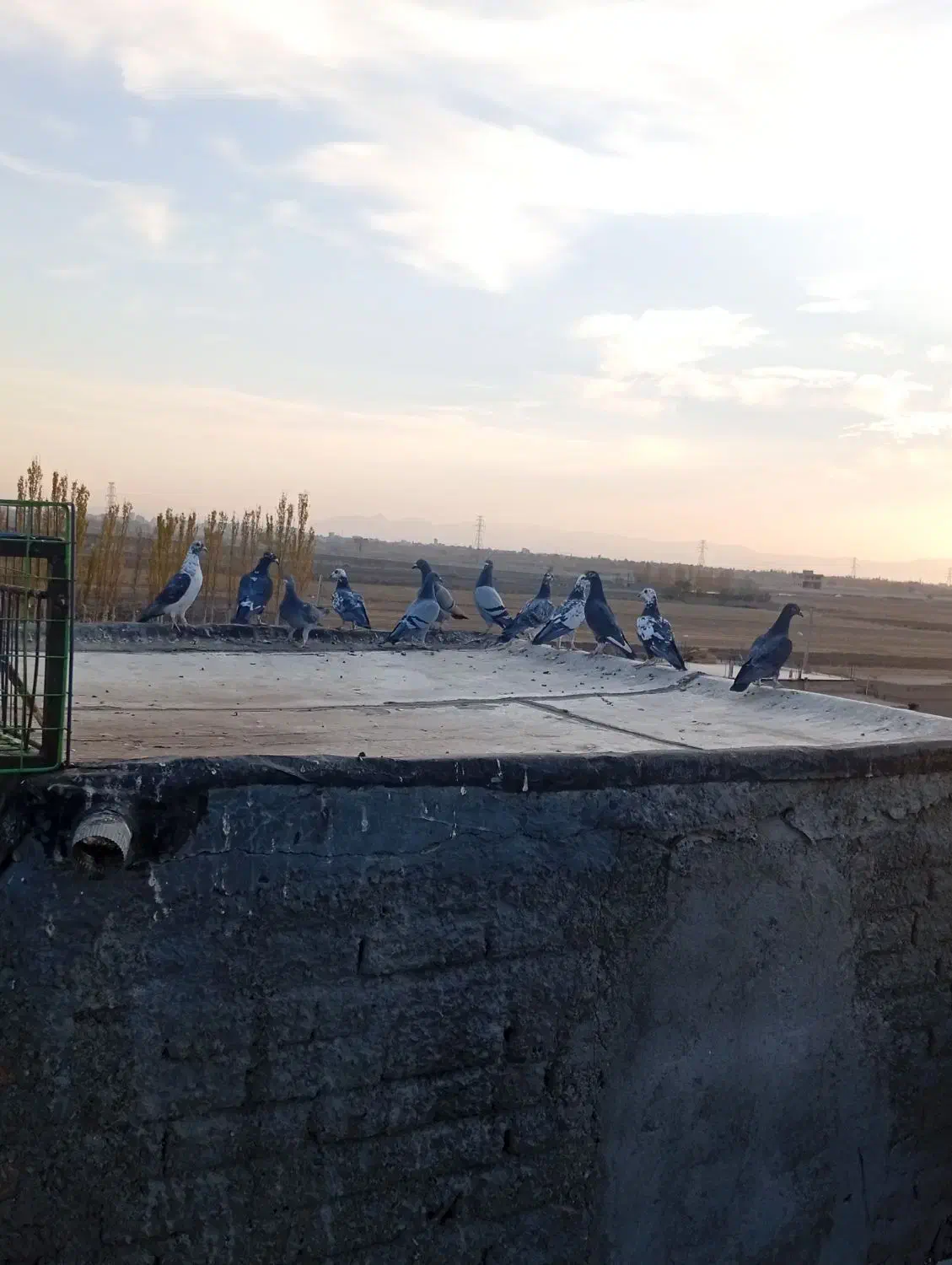 کبوتر|پرنده|میاندوآب, |دیوار