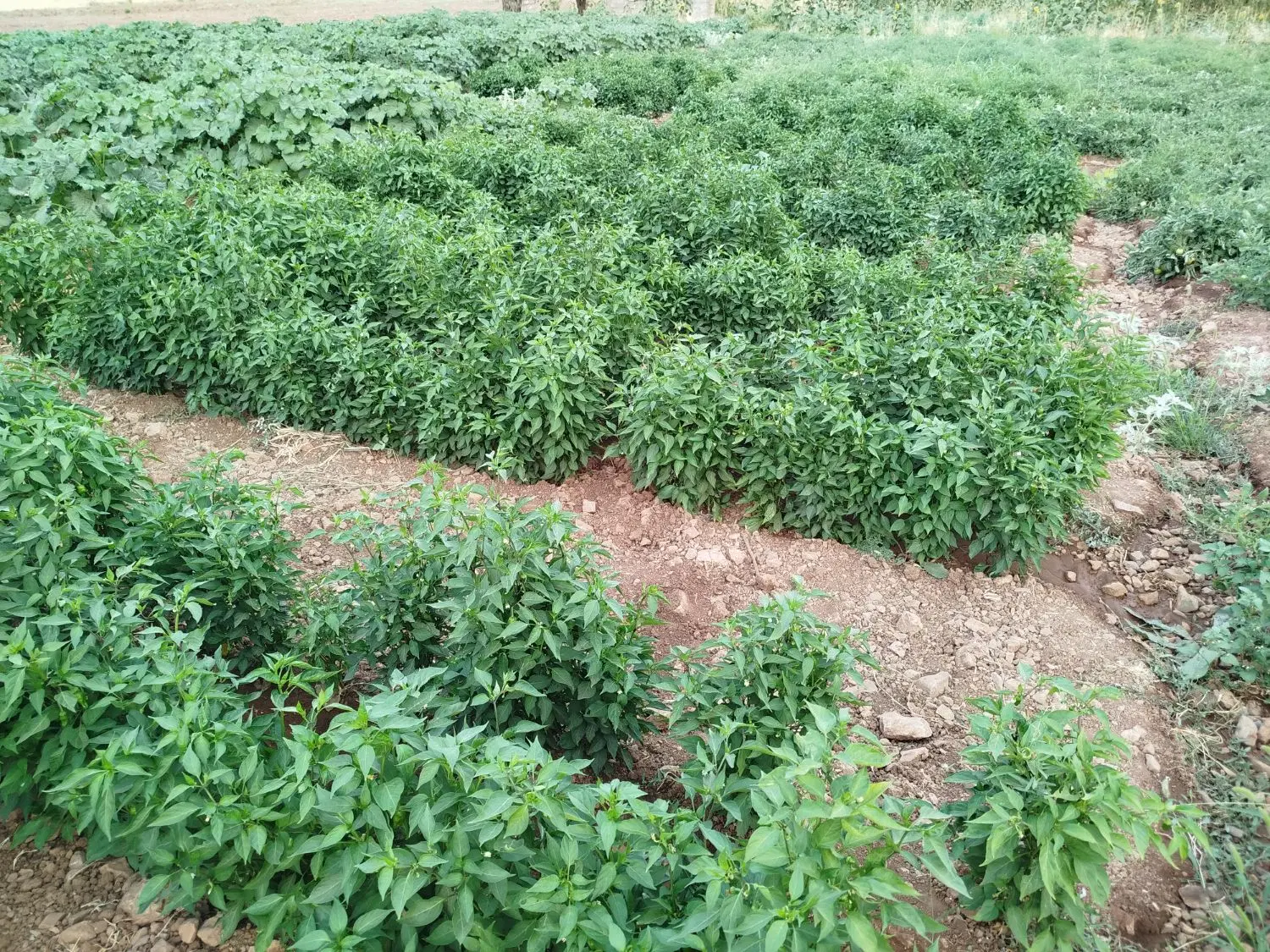 فلفل|خوردنی و آشامیدنی|صحنه, |دیوار
