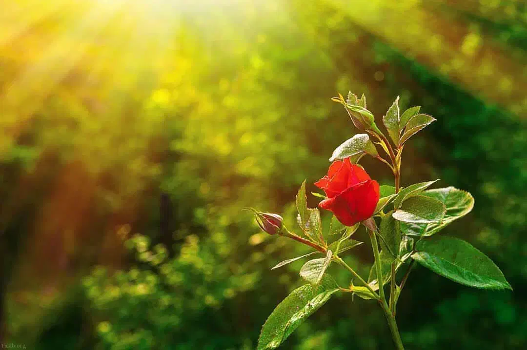 فروش زمین ۱۰۰۰ متری مجموعه گلاب دره (خان خمیس)|فروش زمین و ملک کلنگی|شیراز, تپه تلویزیون|دیوار