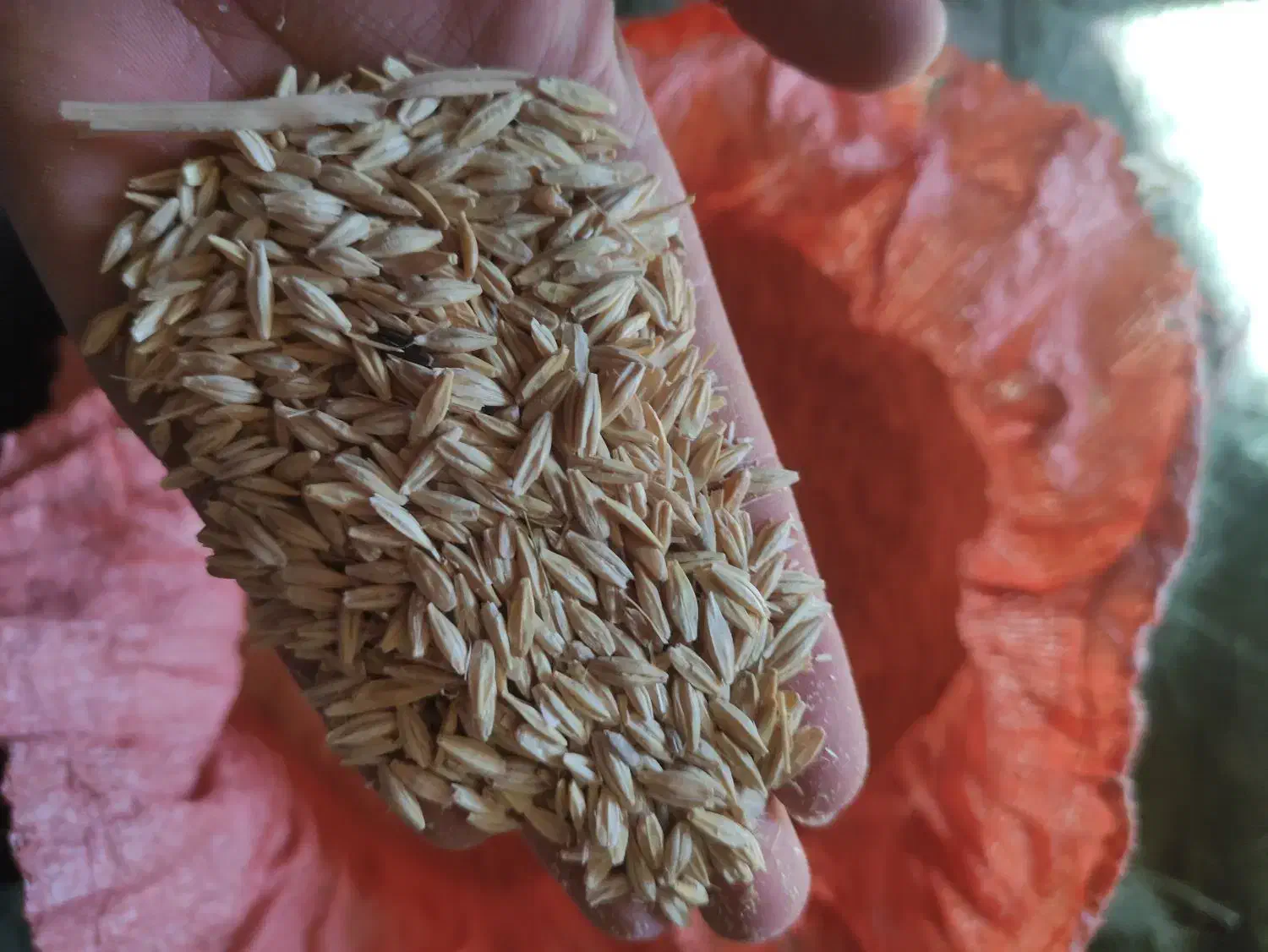 جوسهنددیم|گل و گیاه طبیعی|آبکوه, |دیوار