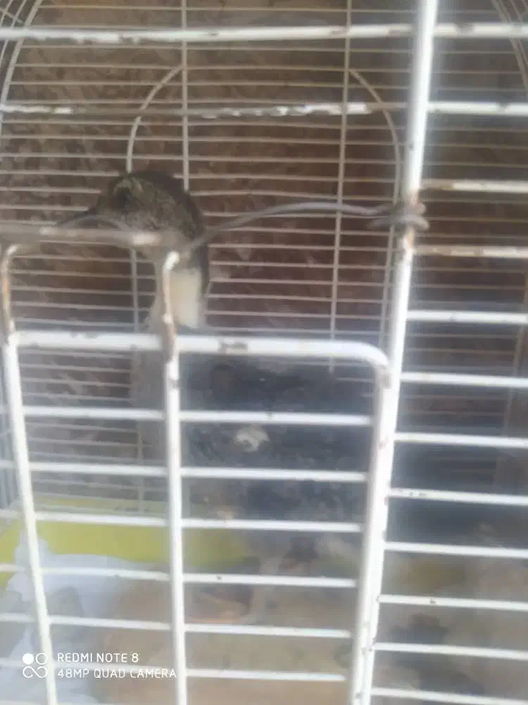 اردک|حیوانات مزرعه|مرودشت, ثبت احوال|دیوار