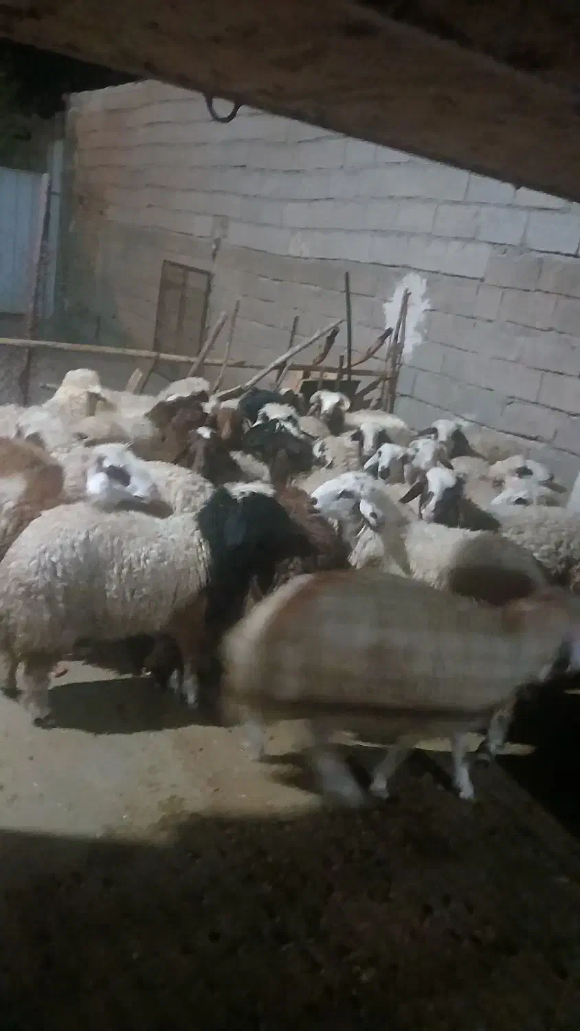 بره نر|حیوانات مزرعه|زاغه, |دیوار