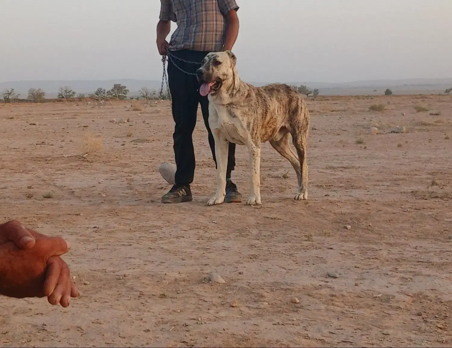 توله سگ پژدر|سگ|اسفراین, |دیوار